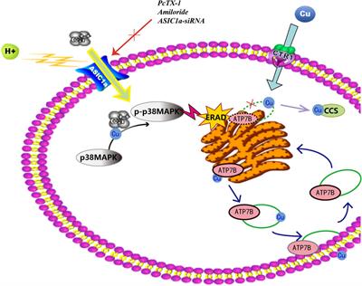 Inhibition of ASIC1a-Mediated ERS Improves the Activation of HSCs and Copper Transport Under Copper Load